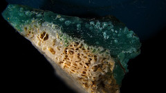 プラスチックごみとサンゴが融合。沖縄で発見された生態系の懸念「プラスティコーラル」