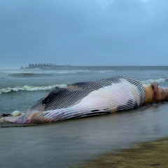 【悲報】千葉県にクジラが打ち上がる　大地震に警戒