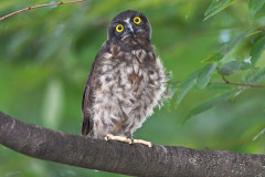 地元の神社でフクロウが子育てをしていて…