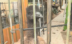 「ダチョウが徘徊している」滋賀県守山市でダチョウ徘徊か 付近の住民から複数の目撃情報