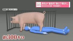 22歳男性、300kgの豚の下敷きになり死亡