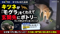 【7回目】キツネがモグラを玄関先に「恩返し、幸運あるぞ」専門家「日当たりの良い所で干物にしてるだけだぞ」