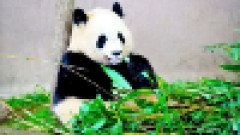 「パンダいなくても平気だった？」中国へパンダ返還後の和歌山県、観光客数が「むしろ増加」していた…その納得の理由がこちら