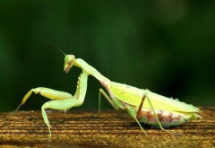 【悲報】実際カマキリさんってクソ弱くね？ｗｗｗｗｗｗｗｗｗｗ