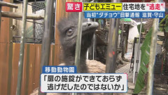 「ダチョウが徘徊している」と通報、約2時間後に捕獲されたのは「エミュー」でした