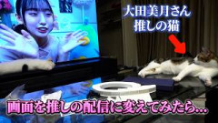 【検証】うちの猫は本当に大田美月さん推しなのか検証してみた
