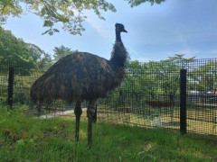 【画像】脱走したダチョウ