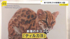 【動画】100年ぶりの新種のネコ「ティルカヨ」が発見される