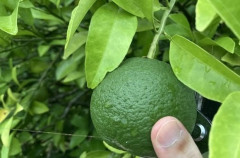 みかんの摘果終わらなくてワロタ