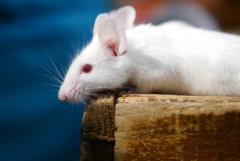 【速報】「オステオポンチン」 を皮膚に注入したマウスが発毛　オステオポンチンが薄毛の救世主となるか