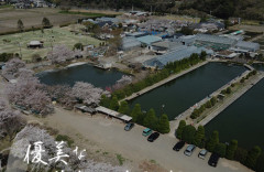 千葉県の印旛沼の堤防が決壊 → 65年の歴史を持つ養魚場が浸水により壊滅…大量の錦鯉が死に被害総額はなんと10億円