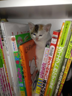 家の軒下で親とはぐれたらしい猫を捕獲したのですが  なかなか懐かないですね【再】