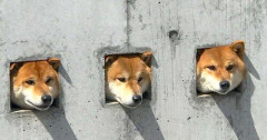 【画像】犬ってなんで可愛いの?