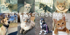 【悲報】坂上忍さん「日本は動物に関して世界で一番みっともない国」・・・・・・・・・
