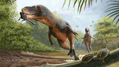 恐竜のフンから鳥の羽の化石を発見。一部の鳥が大量絶滅を生き延びた理由を解明する手がかり