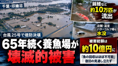【印旛沼】堤防決壊で65年の歴史ある養魚場が浸水で錦鯉など約10万匹が逃げる 被害総額は10億円 「魚の回収ほぼ不可能」