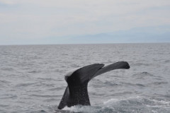 【注意】巨大クジラが千葉に漂着…爆発の危険性も