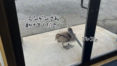 コンコン！助けてください。釣り針で傷ついたペリカンがドアをノックし人間に助けを求める