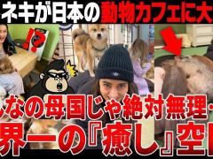 外国人「動物カフェは天国だ！」ゴリラ通信が日本の動物カフェを紹介してる