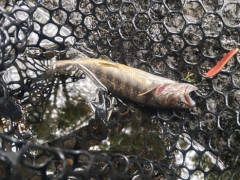 【朗報】初心者ワイ、釣れる！（※画像あり）