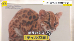 【速報】100年ぶりの新種のネコ「ティルカヨ」が発見されるｗｗｗｗｗｗｗｗｗｗｗｗｗｗｗｗｗｗｗｗ