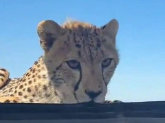 サファリカーの屋根に寝そべり、フチをかじりながら車内をのぞき込むチーター「怖い？いや撫でたい」【海外の反応】