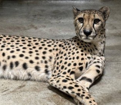 【画像】頭にカメラを装着されたチーター、すぐに慣れてしまうｗｗｗｗ