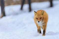 【謎】キツネが玄関先に「モグラ」をポトリ…今年7回目の出没に住人が困惑した結果、専門家の立てた仮説がこちら・・・・