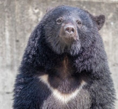 【画像】想像の10倍太ってるヒグマが見つかるwwwwwww
