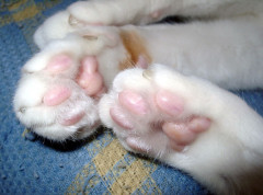 猫の手って役に立たないものの代名詞だけど  実は見えない何かの役に立っていると思うんだ【再】