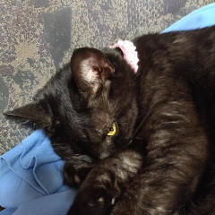兄が生まれて半年の赤ちゃんのお披露目に来た。親と一緒に「かわいいねー」という意味の方言を話していたら・・・兄嫁「バカにしてるんですか！？もう帰ります！」私「？？？？？」