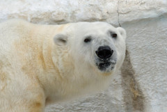 国後島でホッキョクグマとヒグマのハイブリット(交雑種)が確認されたらしい