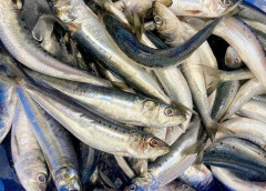 【北九州】「なんか怖い」川を埋め尽くす大量の魚…専門家は2つの可能性を指摘
