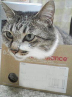 うちの猫は箱をみると、大きさに関わらず入らずにはいられないらしい。【再】