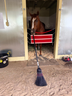 【競馬】掃除するシンエンペラー　「手伝う？」