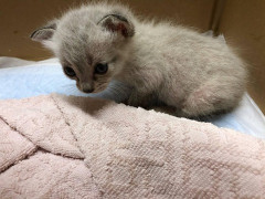 【結末不明】銀行「もしもし、○○銀行です。元号が変わるとキャッシュカードが使えなくなります。これからお伺いして新しいものと交換します」自分（親切な銀行で助かった＾＾）