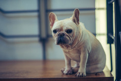 フレンチブルドッグを飼い始めたんだけど、賢すぎて少し困ってる。前に飼ってたアメコカも賢かったけど。