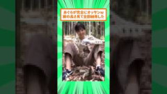 座り方がオッサンと言われた五百城茉央さん、原因が脚の長さらしいw