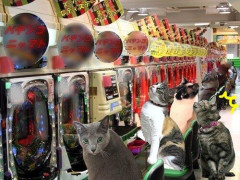 【悲報】次にヤニねこに出てきそうな〇〇ねこｗｗｗｗｗｗｗｗｗｗ