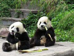 中国の「パンダ外交」、2頭がアトランタへ-訪米中の習近平氏が発表