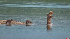 子供たちに独特の二足歩行でサケ狩りを教えるヒグマのママン