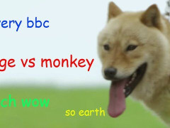 外国人「Dogeが好きだ！」BBCが柴犬と猿の対決を面白おかしく紹介してる