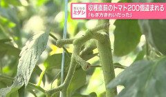 収穫直前のトマト200個盗まれる「もぎ方がきれいだった」　青森県・深浦町（動画あり）