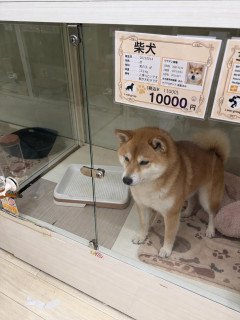 【まとめ】ペットショップの柴犬、1万円まで値下げ→悲惨すぎる末路に悲鳴続出ｗｗｗ