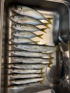 【画像あり】今日の釣果がこれｗｗｗｗｗｗｗｗｗｗｗｗｗｗ
