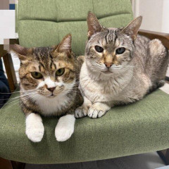 【朗報】やす子、千葉に移住「実は保護猫９匹飼ってました