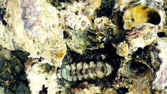 南極にあった巨大山脈が、生物の爆発的進化「カンブリア爆発」を後押し