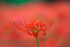 彼岸花を撮った（※画像あり）