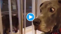 【動画】 イッヌさん、猫の一撃に固まってしまう