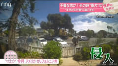 【動画】番犬さん、不法侵入してきた犯人に対し驚きの行動をとってしまうｗｗｗｗｗｗ
